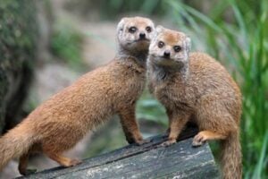 Apply for Jean Sainsbury Animal Welfare Trust Grant Programme - UK