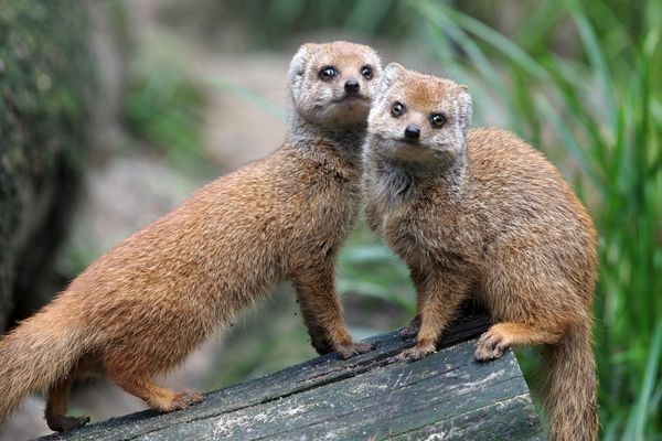 Apply for Jean Sainsbury Animal Welfare Trust Grant Programme - UK