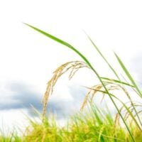 Community Food Projects Competitive Grant Program (US)