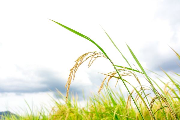 Community Food Projects Competitive Grant Program (US)