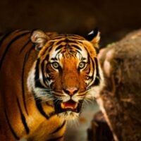 wildlife trafficking