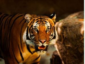 wildlife trafficking