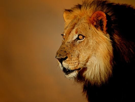Call for Applications: Countering Wildlife Trafficking in Kenya and Tanzania