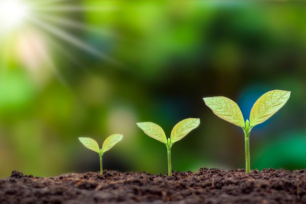 Eswatini Environment Fund Program 2024/2025