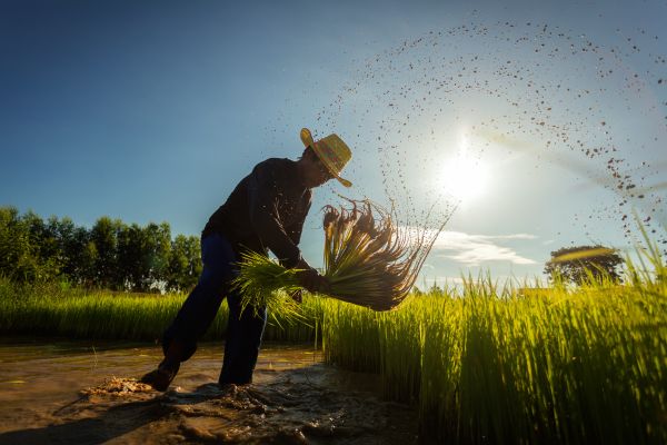 CFAs: Forest and Farm Facility Direct Beneficiary Grant in Nepal
