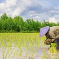 UK: Farming Innovation Programme - Feasibility (Round 3) - fundsforNGOs UK: Farming Innovation Programme - Feasibility (Round 3)