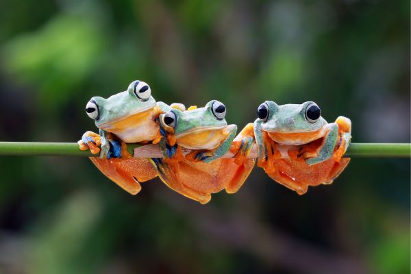 BLM’s New Mexico Threatened and Endangered Species Program (US)