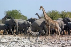 Applications open for Wildlife Conservation Program in India
