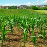 Agriculture and Food Research Initiative Sustainable Agricultural Systems – United States - fundsforNGOs Agriculture and Food Research Initiative Sustainable Agricultural Systems – United States