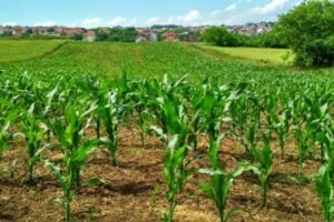 Agriculture and Food Research Initiative Sustainable Agricultural Systems – United States