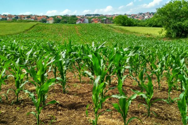 Agriculture and Food Research Initiative Sustainable Agricultural Systems – United States