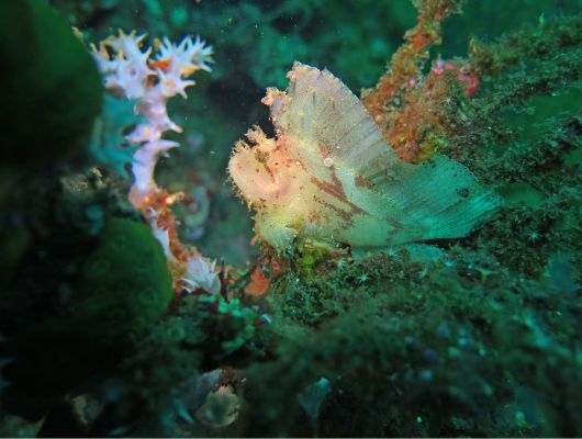 Biodiversity Information for Development Programme in Pacific