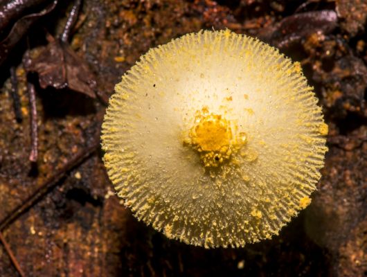 Applications open for Biodiversity Fund Program – Ireland