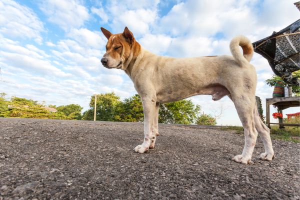 AKI’s Africa-Based Animal Welfare Organization Grant Program