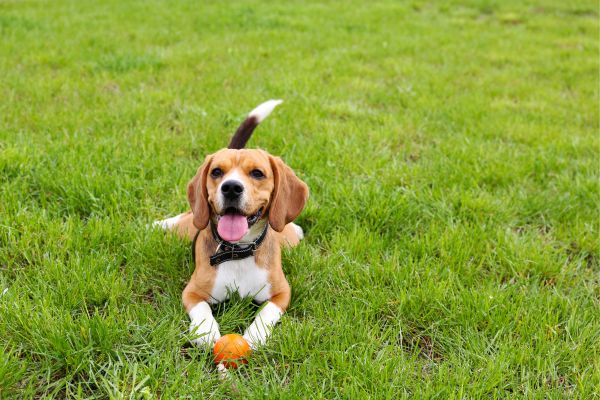 Naturewatch Foundation’s launches Pet Rescue Grant Programme – UK