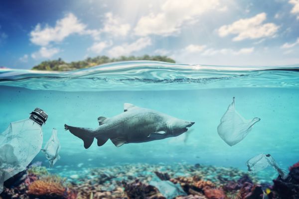 Applications open for Ocean Conservation Trust Grants