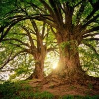 Call for Proposals to preserve Threatened Tree Species - Southeast Asia