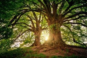 Call for Proposals to preserve Threatened Tree Species - Southeast Asia