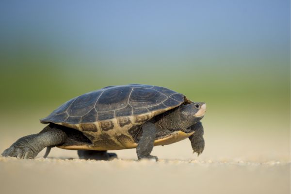 United States: Threatened and Endangered Species Program