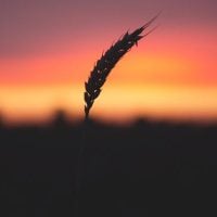 RFPs: Accelerating Catalyzing Solutions for Climate Change's Impact on Agriculture in India - fundsforNGOs RFPs: Accelerating Catalyzing Solutions for Climate Change's Impact on Agriculture in India
