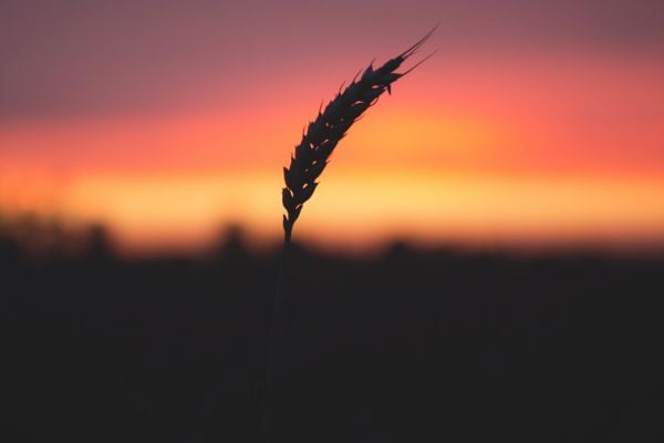RFPs: Accelerating Catalyzing Solutions for Climate Change's Impact on Agriculture in India