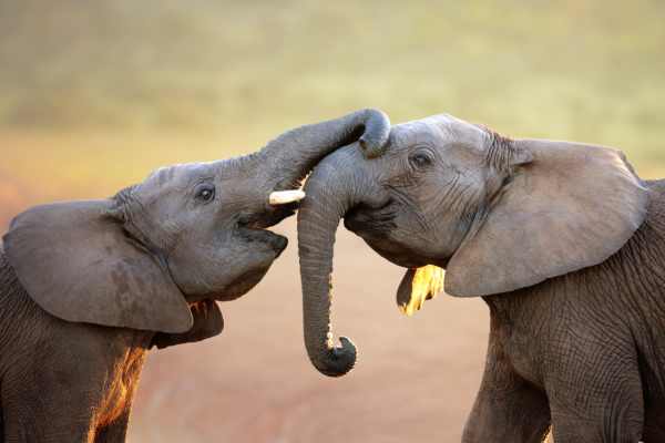 WWF-India’s Conservation Catalyst Programme