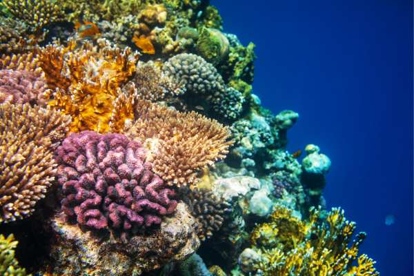 Coral Accelerator Program: Funding up to USD$ 1.5 million per project
