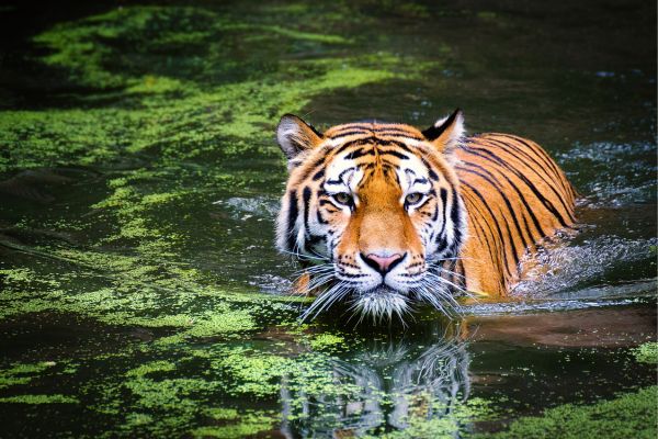 Call for Concept Notes: Integrated Tiger Habitat Conservation Programme (Phase IV)