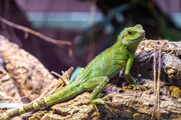 International Iguana Foundation Grant Program