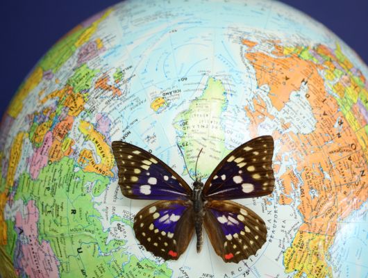 Apply for International Terre de Femmes Award