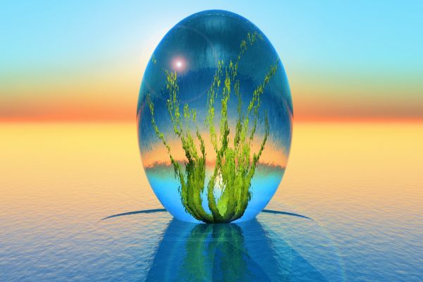Biomimicry Youth Design Challenge for addressing Social and Environmental Issues