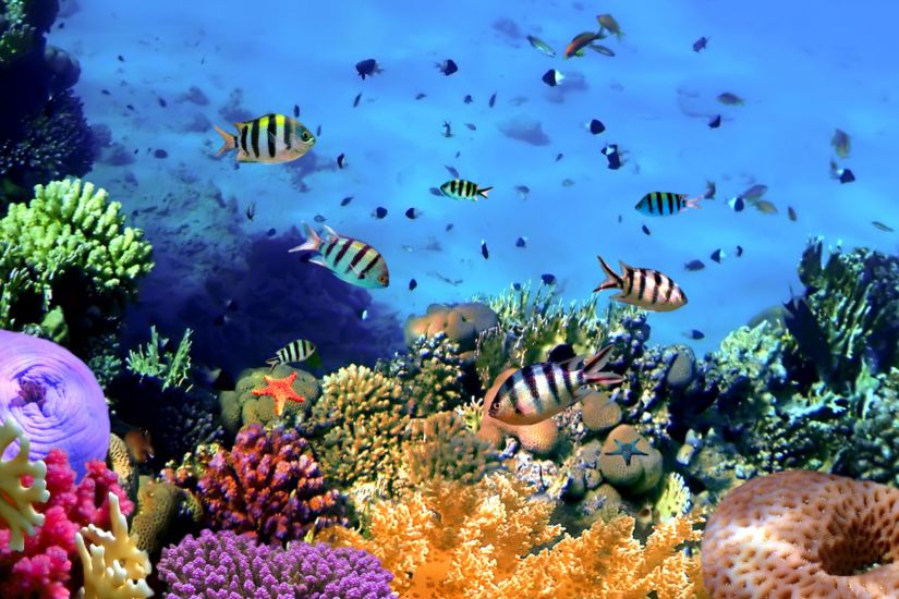 RFAs: OIA Coral Reef and Natural Resources Program 2025 (US)