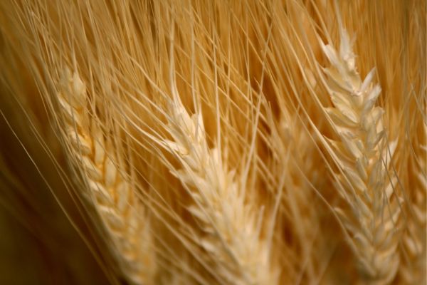 Apply for Sustainable-CAP Agri Food Funding Program (Canada)