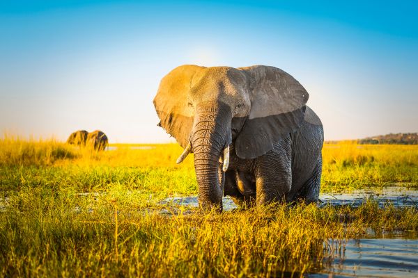 Elephant Conservation & Research Funding Support Program