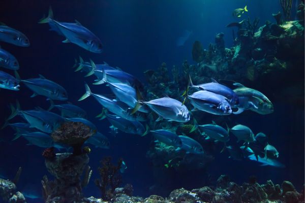 Bureau of Land Management Alaska Aquatic Resource Management - US