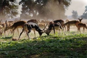 Bureau of Land Management Idaho Wildlife Program – United States
