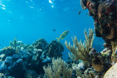 UNNF Ocean Governance Fellowship for SIDS