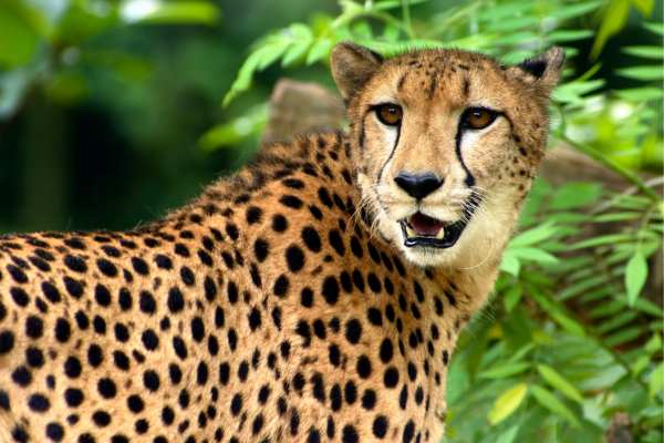 Sophie Danforth Conservation Biology Fund