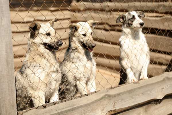 AKI’s Africa-Based Animal Welfare Organization Grant Program