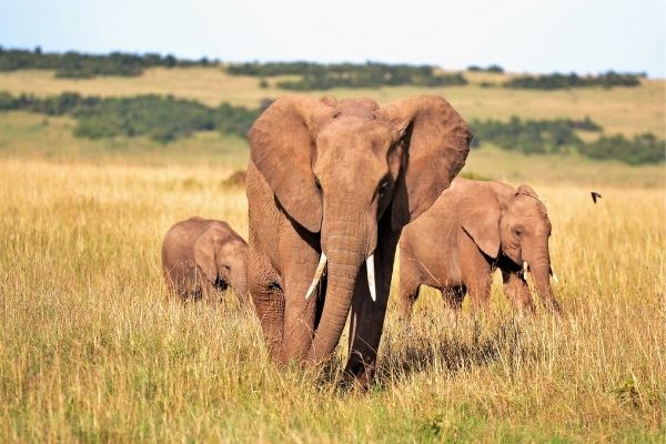 Jana Robeyst Trust Fund for Early Career Biologists/Conservationists in Sub-Saharan Africa
