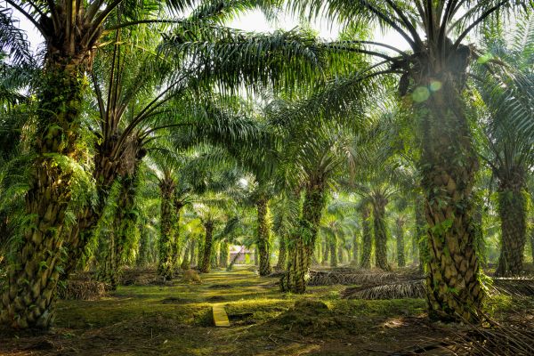 DRL Grants for improving Working Conditions in the Palm Oil Sector in Indonesia