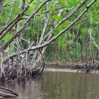 Economic Support Funds (ESF) Programs: Mangroves Rehabilitation Project in Gabon