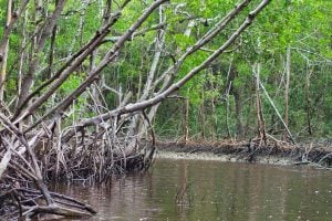 Economic Support Funds (ESF) Programs: Mangroves Rehabilitation Project in Gabon
