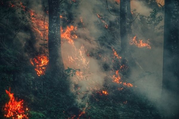 Forest Restoration & Wildfire Risk Mitigation Grant Program - US