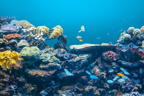 Funding Opportunity: Advancing Sustainable Marine Resource Use for Inclusive Economic Growth