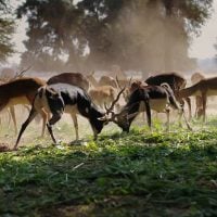 Landscape Scale Restoration Grant Program 2025 – United States