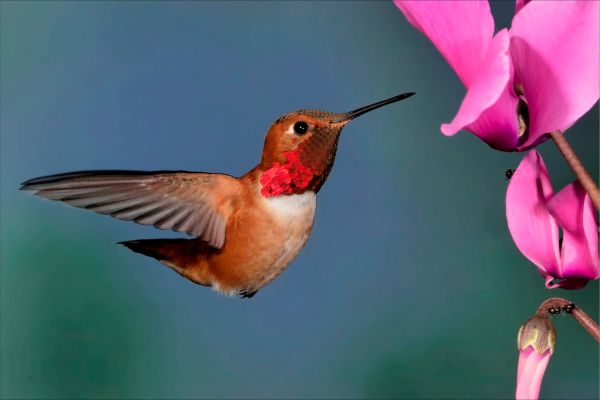 Neotropical Migratory Bird Conservation Act Grant Program