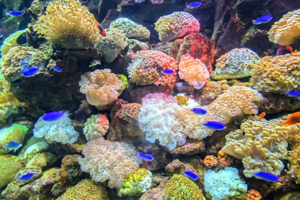 Get Up to USD $1.5 Million for Your Project with Coral Accelerator Program 2024