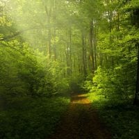Call for Grants: Pilots of Long-term Climate Impact Forest Monitoring Sites (G-05-2024) in Europe