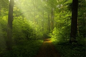 Call for Grants: Pilots of Long-term Climate Impact Forest Monitoring Sites (G-05-2024) in Europe